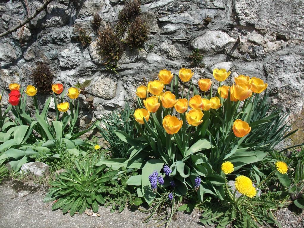 Tournon-sur-Rhône Le Domaine Du Grand Cellier Chambres D'Hotes En Savoie מראה חיצוני תמונה